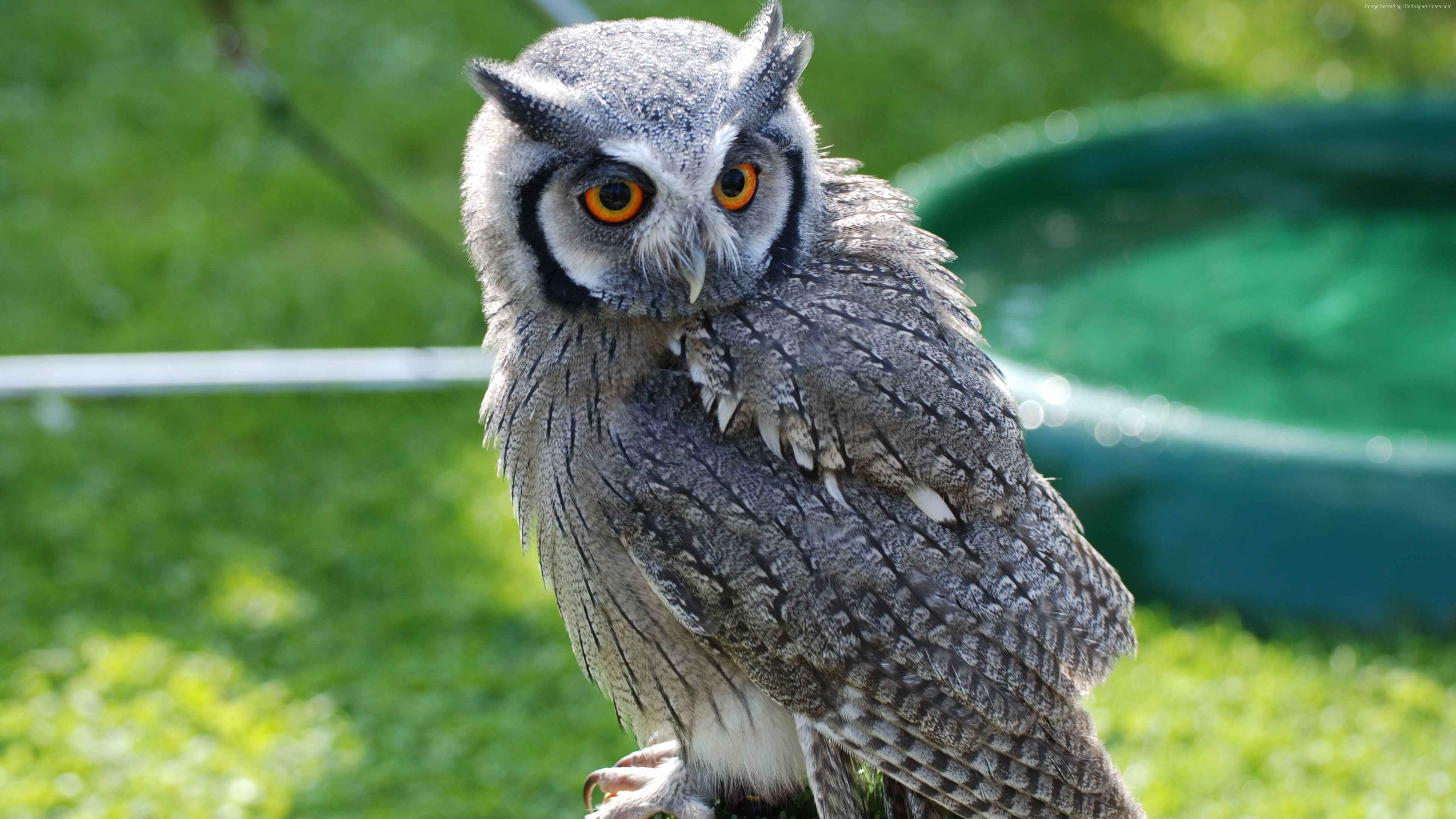 Wallpaper Owl, Bird of Pray, Antarctica, bird, nature, green, eyes, grey, animal, Animals